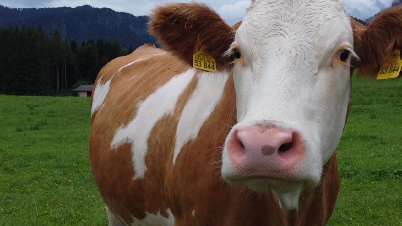 Laerche 2 - Chiemgaukarte Inklusive- Daire Inzell Dış mekan fotoğraf